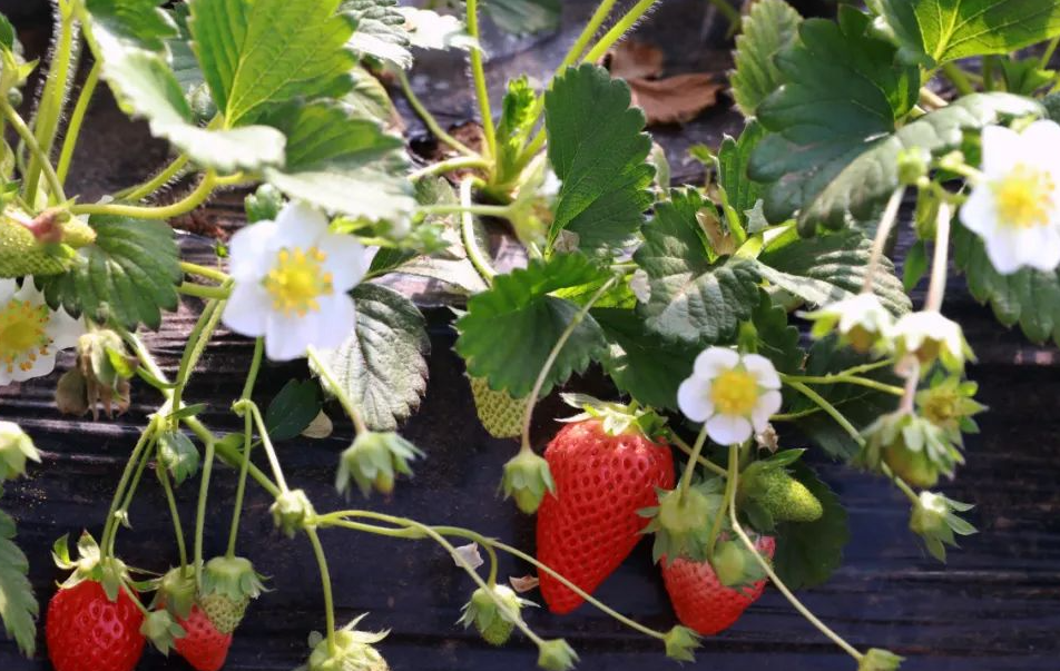 EM菌在西瓜、草莓、葡萄等草本浆果类作物种植的作用及使用方法