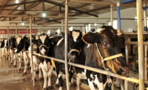 EM菌用于养牛养羊等食草动物