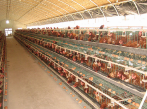 EM菌养鸡(鸭、鹅、鹌鹑、鸽等禽类)的具体用法