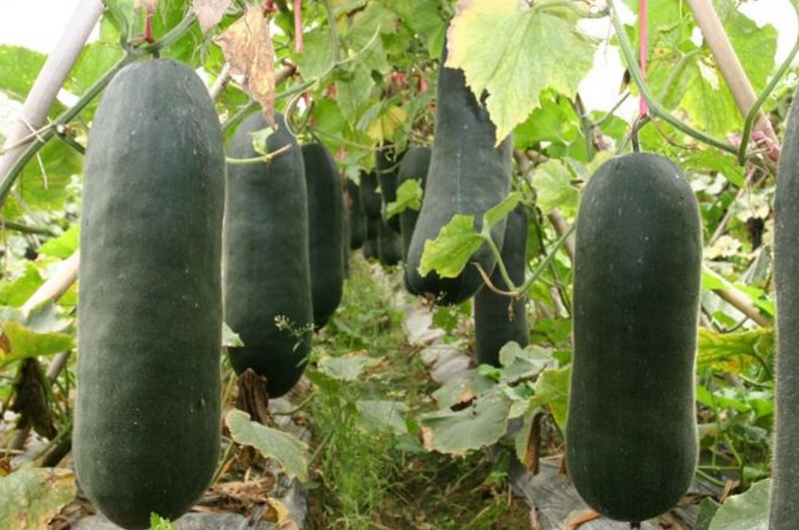 EM菌在黄瓜冬瓜丝瓜南瓜等瓜类作物种植的作用及使用方法